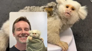 Fujama resgata sagui com anomalia genética